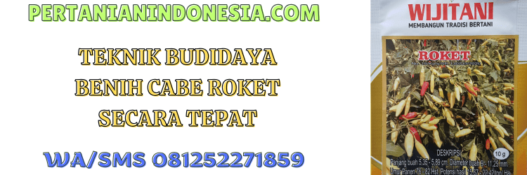 teknik,budidaya,budidaya cabe,roket wijitani,pertanian indonesia